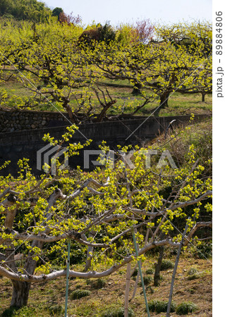 春の紀の川フルーツライン　柿の新芽　和歌山県伊都郡かつらぎ町 89884806