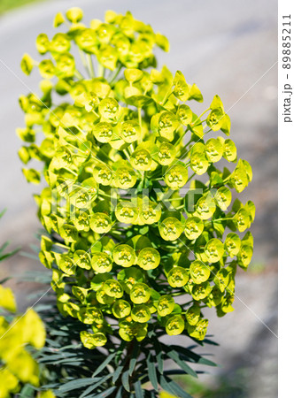 Green blossom spurge cluster of euphorbia plant on natural background 89885211