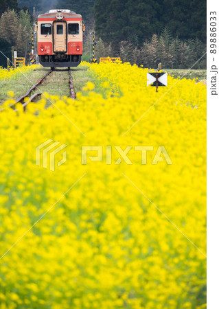 日本情景　大多喜周辺の電車と菜の花のある風景 89886033
