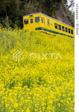 日本情景　上総中川駅から国吉駅間の電車と菜の花風景 89886034