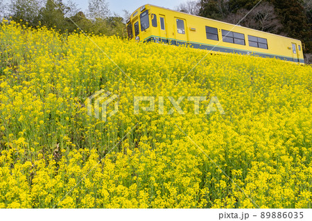 日本情景　上総中川駅から国吉駅間の電車と菜の花風景 89886035