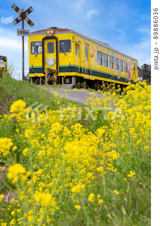 日本情景 第二五之町踏切を通る電車と菜の花風景 日本情景 第二五之町踏切を通る電車と菜の花風景 89886036