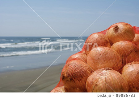 千葉県白子町 たまねぎ 千葉県白子町 たまねぎ 89886733