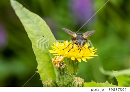 セスジハリバエ セスジハリバエ 89887392