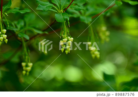 アブラツツジの花 89887576