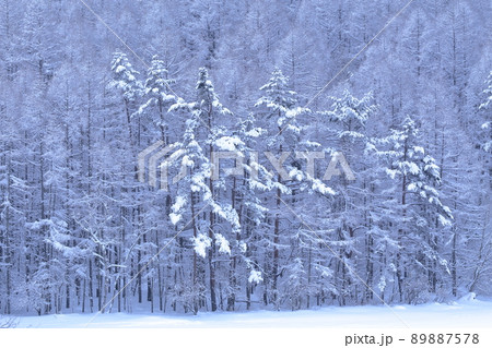有名な湖の雪景色（御射鹿池　長野県 茅野市） 89887578