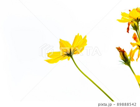 Yellow flowers on white background Yellow flowers on white background 89888542