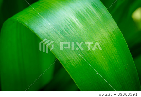 Green leaves are to beautiful. 89888591