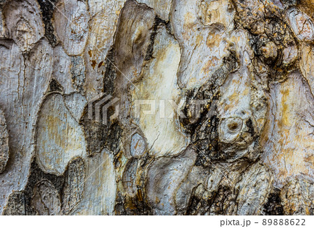 Wood skin bark texture 89888622