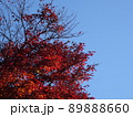 紅葉 89888660