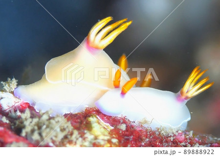 ゾウゲイロウミウシ 89888922