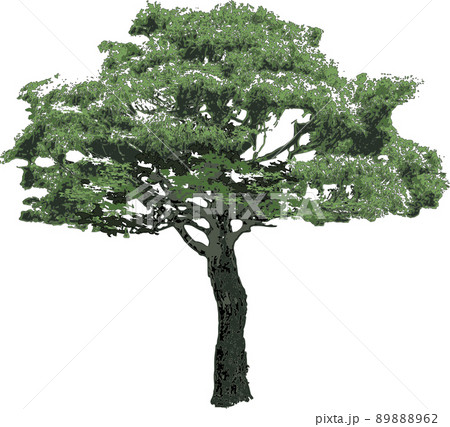 木 樹木 木 樹木 89888962