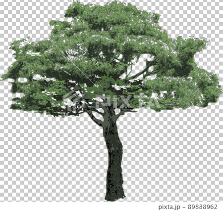 木 樹木 木 樹木 89888962