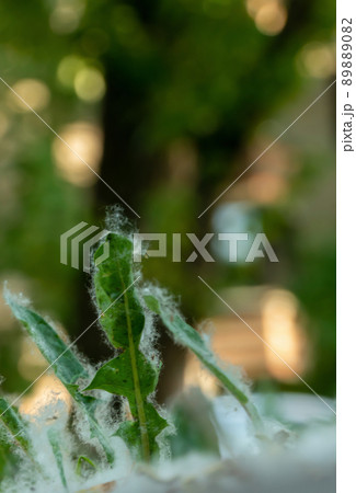 july fluff in the grass 89889082