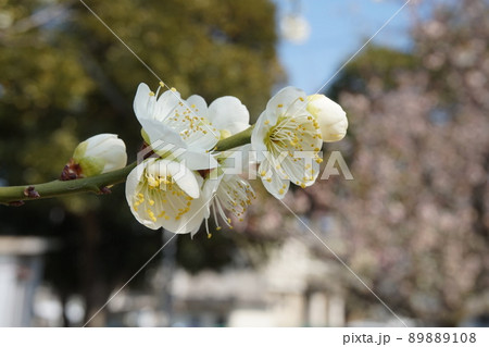 梅の花 梅の花 89889108