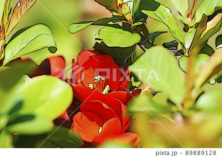 パステル調　”木瓜（ボケ）の花”　イラストイメージ　 89889128