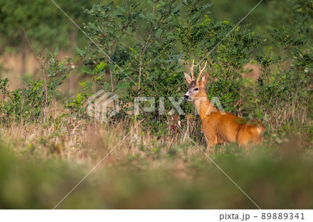 Roe deer buck coming out of locust thicket onto a meadow with dry grass Roe deer buck coming out of locust thicket onto a meadow with dry grass 89889341