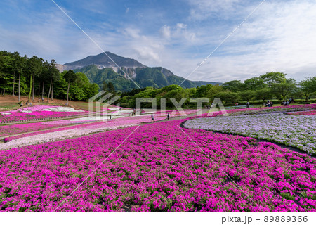 羊山公園・芝桜の丘 羊山公園・芝桜の丘 89889366