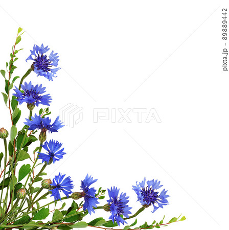 Blue knapweed flowers and green twigs in a corner floral arrangement isolated on white 89889442