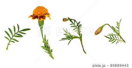 Set of wild marigold flowers, buds and leaves isolated Set of wild marigold flowers, buds and leaves isolated 89889443