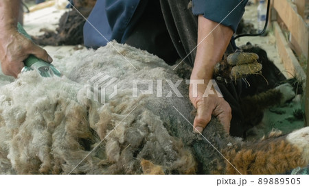 Men shearer shearing sheep at agricultural show in competition. Electric professional sheep manual hair clipper sheep cutting shearing machine. 89889505