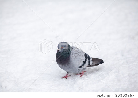 Beautiful pigeons sit in the snow in the city park in winter. Beautiful pigeons sit in the snow in the city park in winter. 89890567