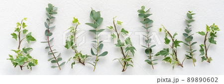 アイビーとユーカリのヘッダー素材 89890602