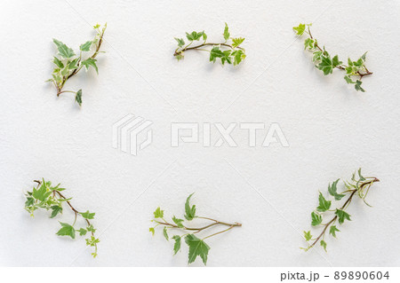 アイビーのグリーンフレーム 89890604