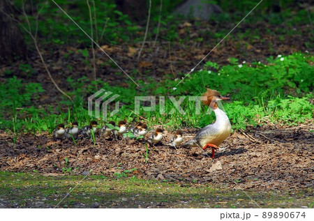 カワアイサの親子 89890674