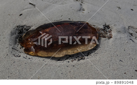 Close-up view to jellyfish on the sand of Jusnesvika bay and Rambergstranda beach at Flakstadoya island, Lofoten, Norway Close-up view to jellyfish on the sand of Jusnesvika bay and Rambergstranda beach at Flakstadoya island, Lofoten, Norway 89891048