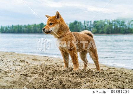 Young shiba inu dog playing in the sand near the river Young shiba inu dog playing in the sand near the river 89891252