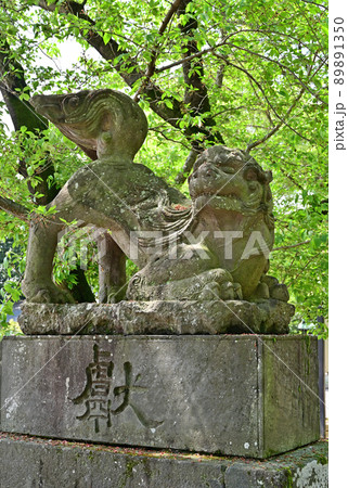 鷲宮神社・狛犬 埼玉県久喜市 鷲宮神社・狛犬 埼玉県久喜市 89891350