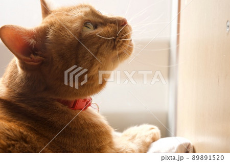 窓辺で上を向く猫の横顔 窓辺で上を向く猫の横顔 89891520