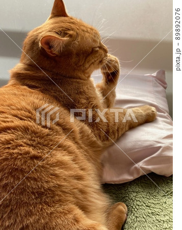 口に手を当てる猫 口に手を当てる猫 89892076