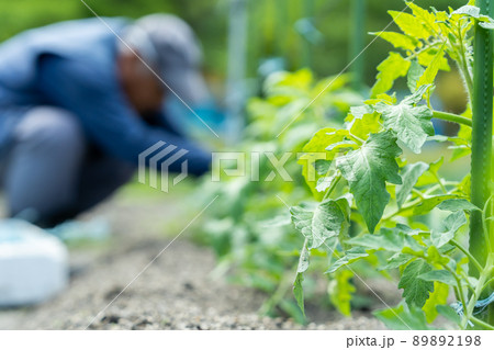 トマトの苗を植える農家の男性　野菜を育てる 89892198