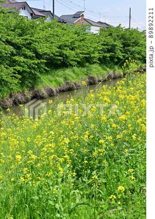 青毛堀川　久喜市 89892211