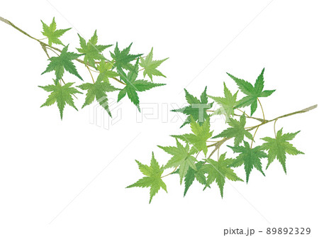 青もみじの水彩画風素材 青もみじの水彩画風素材 89892329