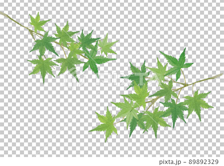 青もみじの水彩画風素材 青もみじの水彩画風素材 89892329