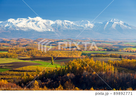 十勝岳連峰と就実の丘　水彩画 サイズはF10 十勝岳連峰とカラマツと就実の丘[26120017571]の写真・イラスト