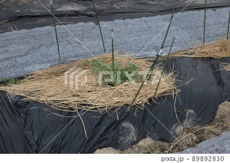 スイカ畑藁代わりシート敷き 89892830