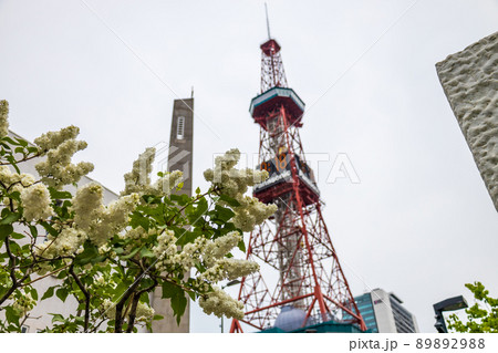 札幌　大通公園　ライラック　リラ　 89892988
