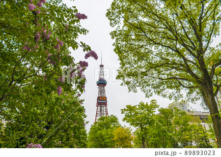 札幌 大通公園 ライラック リラ 札幌 大通公園 ライラック リラ 89893023