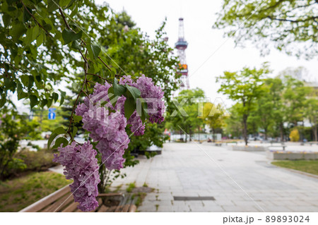 札幌 大通公園 ライラック リラ 札幌 大通公園 ライラック リラ 89893024