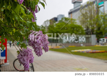 札幌 大通公園 ライラック リラ 札幌 大通公園 ライラック リラ 89893035