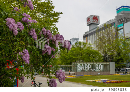 札幌 大通公園 ライラック リラ 札幌 大通公園 ライラック リラ 89893038