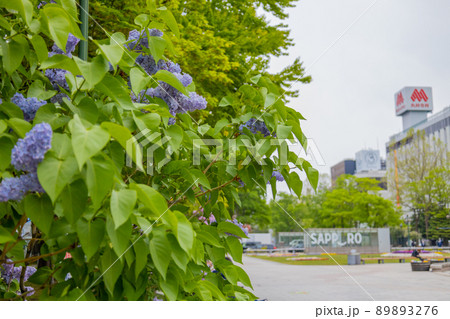 札幌　大通公園　ライラック　リラ　 89893276