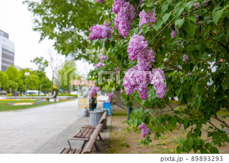 札幌 大通公園 ライラック リラ 札幌 大通公園 ライラック リラ 89893293
