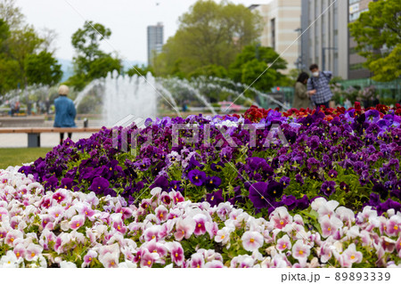 札幌 大通公園 ライラック リラ 札幌 大通公園 ライラック リラ 89893339