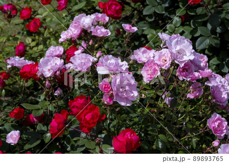 バラの花 バラの花 89893765