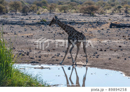 Giraffes in Etosha National Park 89894258